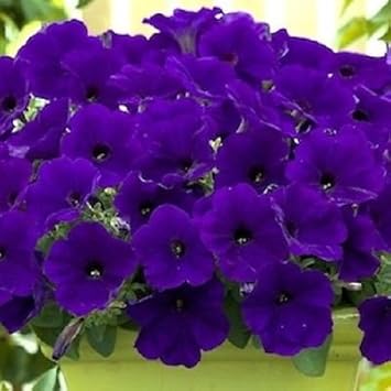 blue petunia flower seeds