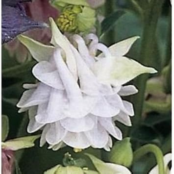aquilegia lace flower seeds