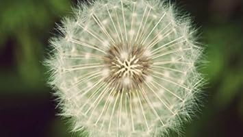 white organic flower seeds