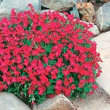 aubrieta berro flower seeds
