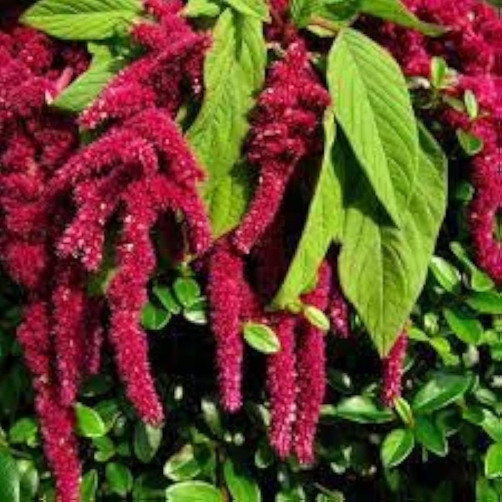 amaranthus hypochondriacus flower seeds