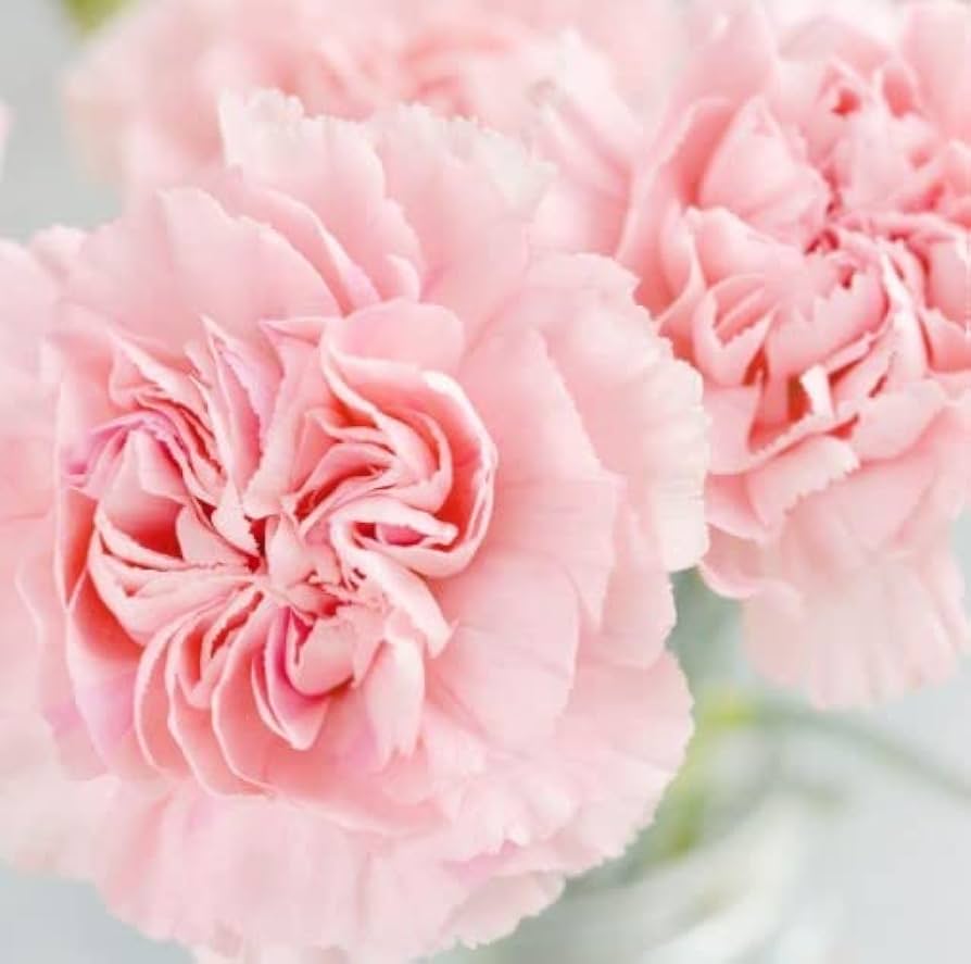 Baby Pink Carnation Flower Seeds for Planting 100 pcs