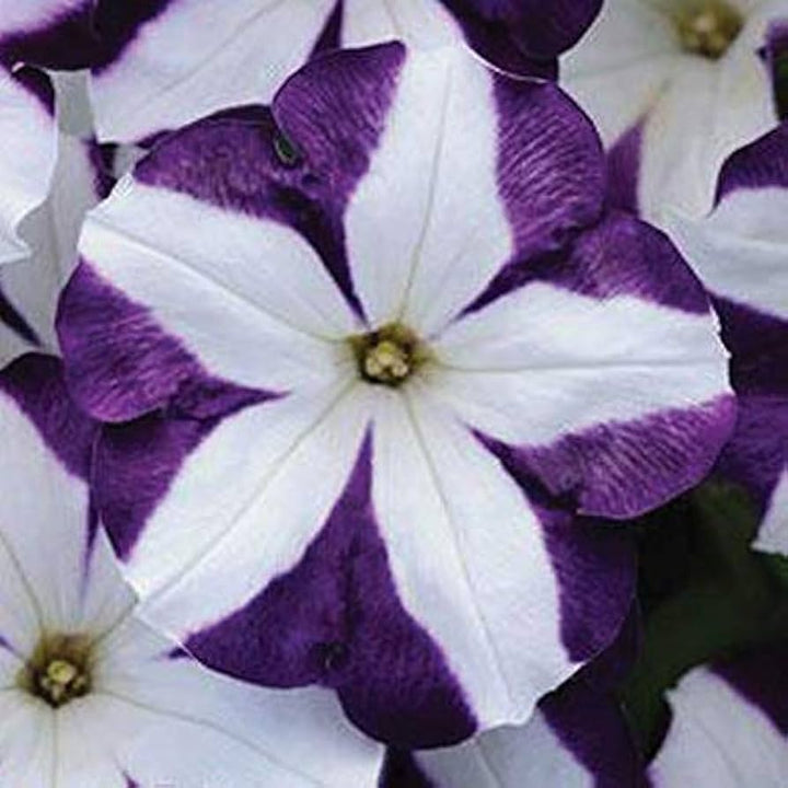 Blue White Petunia Flower Seeds - 100 pcs