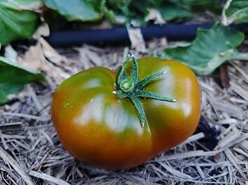 Black Green Tomato Seeds for Planting