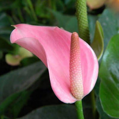 Anthurium Blomsterfrø 100 stk til udplantning 100 stk