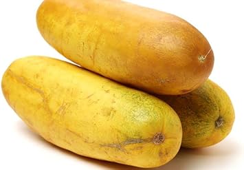 Thick Yellow Cucumber Vegetable Seeds for Planting