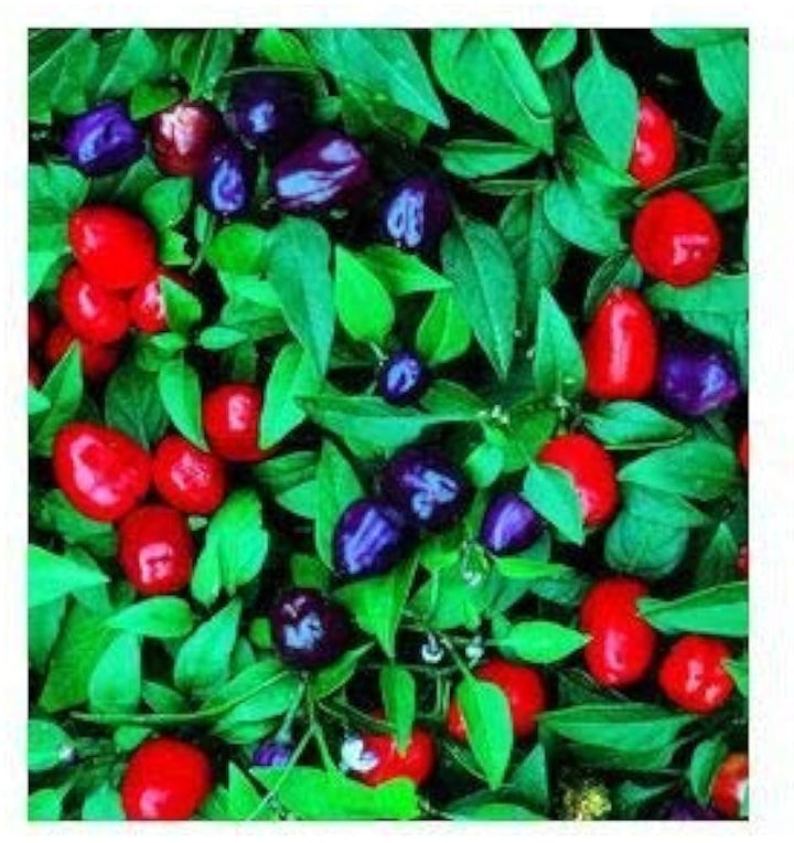 Hot Ornamental Filius Pepper Seeds for Planting - 100 pcs