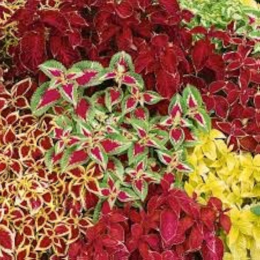 pest repelling flower seeds