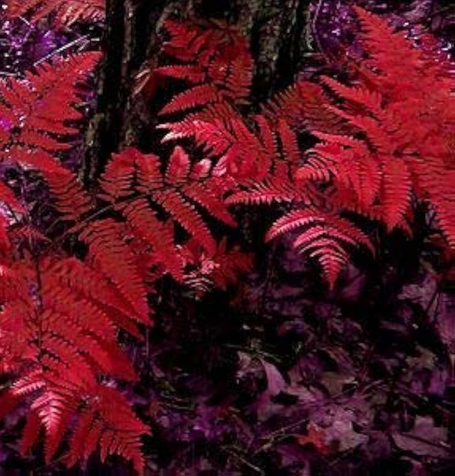 Red Fern Pteridophyta Plant Seeds for Planting 100 pcs