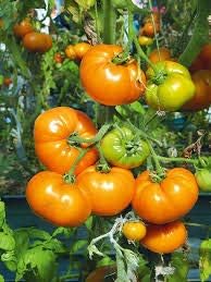 Vegetable Seeds, Seeds for Planting, Plant Seeds