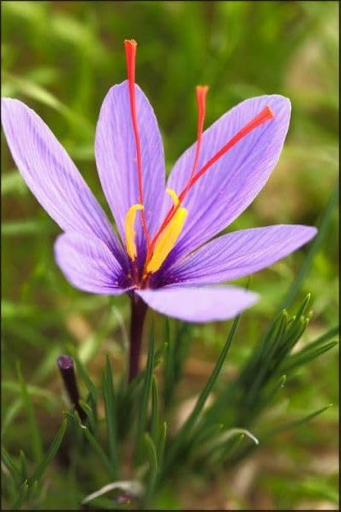 saffron flower flower seeds