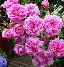 pink damask flower seeds