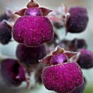 Flower Seeds, Seeds for Planting, Plant Seeds