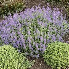 heirloom non flower seeds