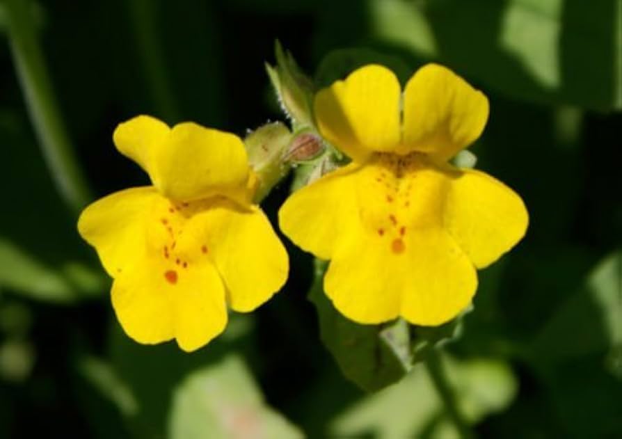 Gule Mimulus Blomsterfrø til Plantning 100 stk