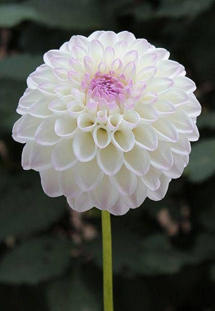 white dalia flower seeds