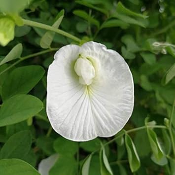 Flower Seeds, Seeds for Planting, Plant Seeds