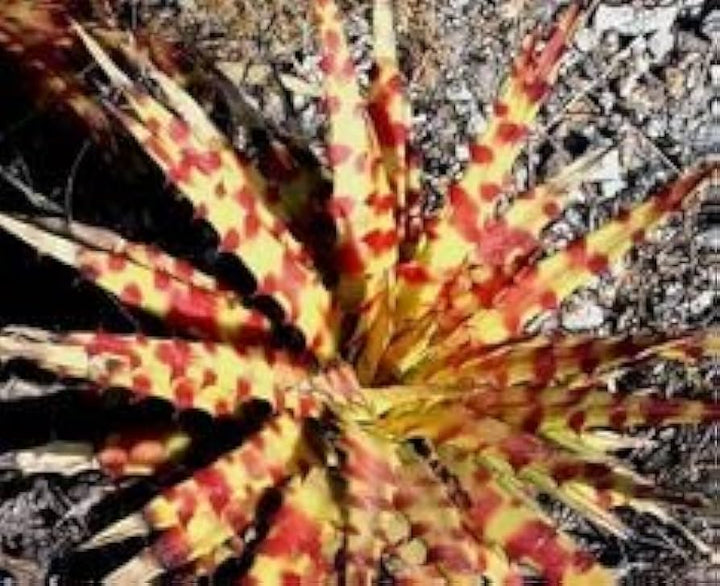 Hechtia Sp Tehuacan Seeds for Planting - 100 pcs