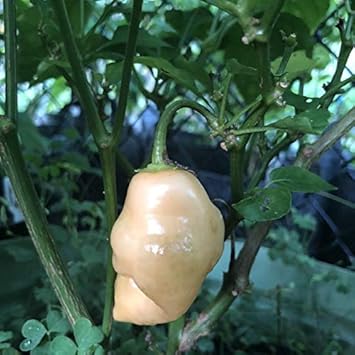 Sugar Rush Peach Pepper Seeds for Planting
