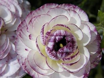 purple white flower seeds