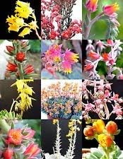 mixed heirloom flower seeds