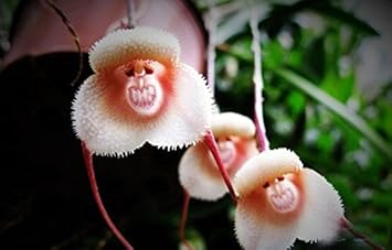 white orange flower seeds