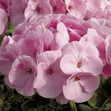 Flower Seeds, Seeds for Planting, Plant Seeds