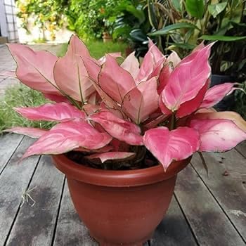 Aglaonema røde blomsterfrø til plantning - 100 stk