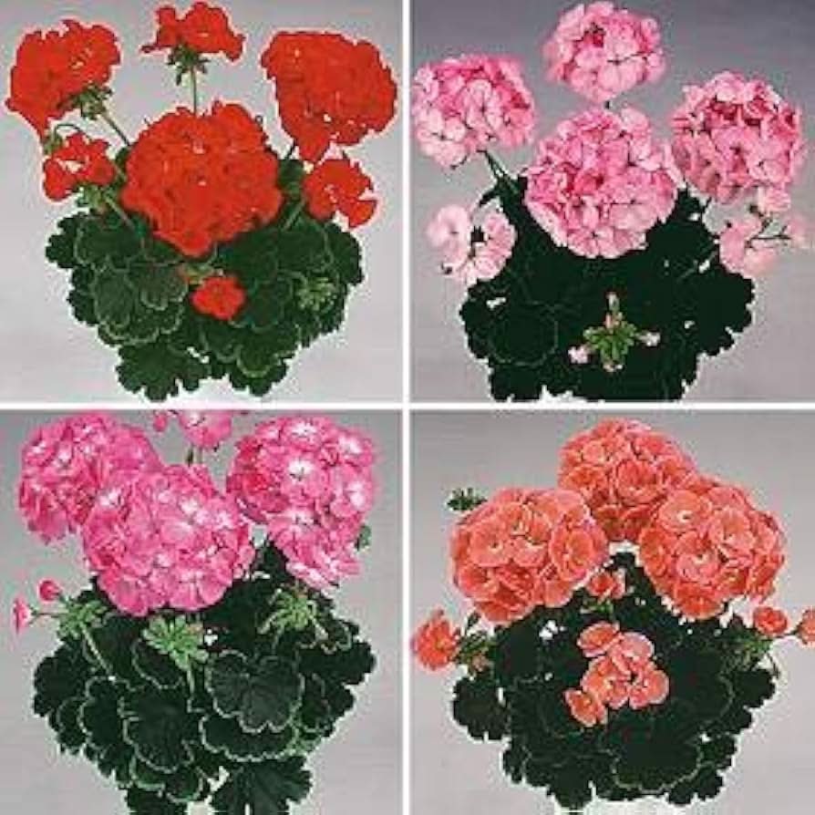 black velvet flower seeds