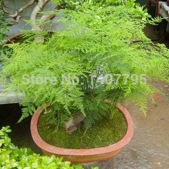 Green Asparagus Seeds for Planting | Heirloom, Non-GMO, High Germination, Organic Garden Seeds