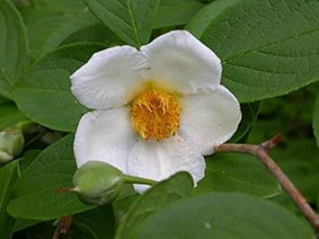 Flower Seeds, Seeds for Planting, Plant Seeds