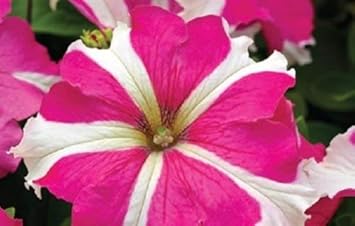 pink white flower seeds