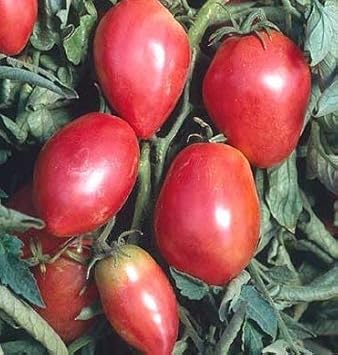Red Grushovka Tomato Seeds for Planting
