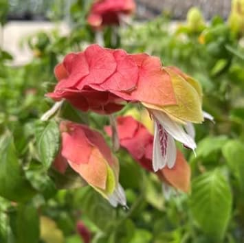 Flower Seeds, Seeds for Planting, Plant Seeds