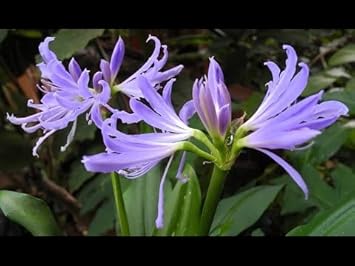 Flower Seeds, Seeds for Planting, Plant Seeds