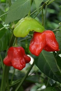 Mad Hatter Pepper Vegetable Seeds for Planting