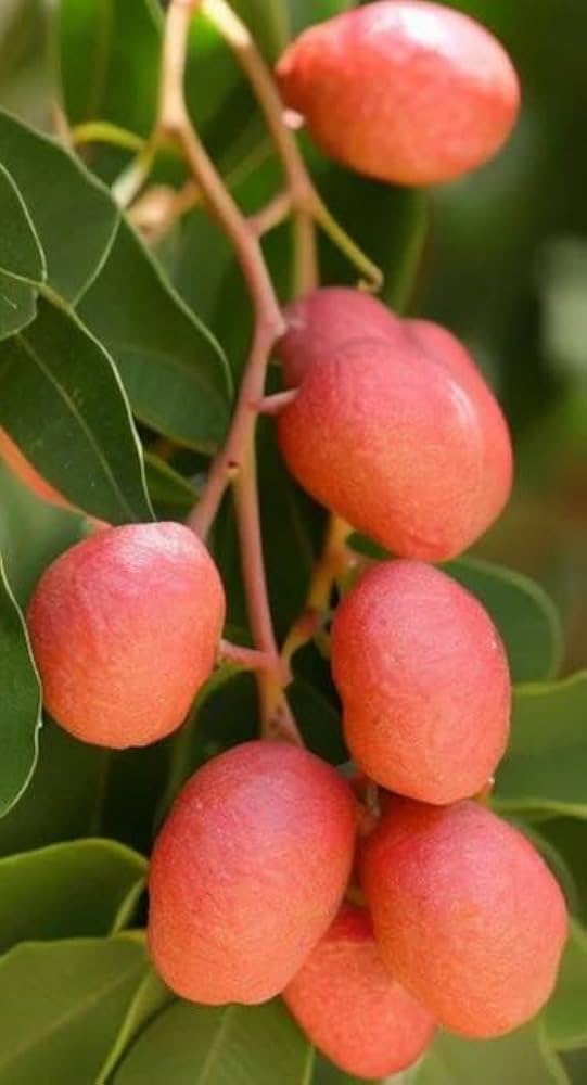 Schinus Molle Fruit Seeds for Planting - Ornamental Tree for Unique Fruits  100 pcs