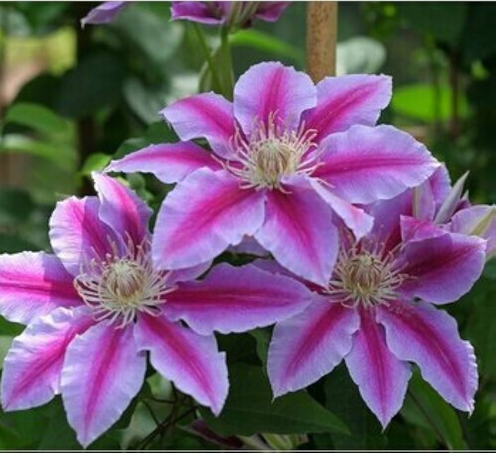 Clematis Flower Seeds Peach for Planting, 100 pcs