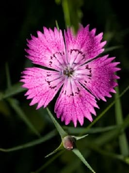 purple organic flower seeds