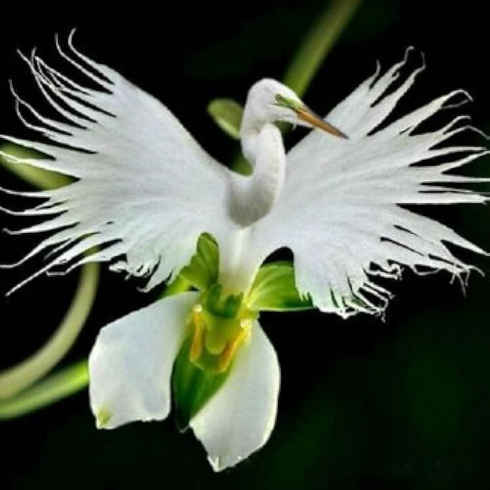 white dove flower seeds