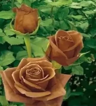 brown rose flower seeds