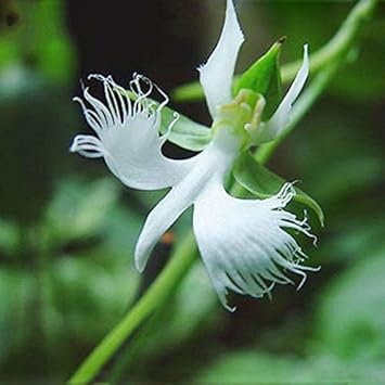 egret flower flower seeds