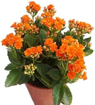 Flower Seeds, Seeds for Planting, Plant Seeds