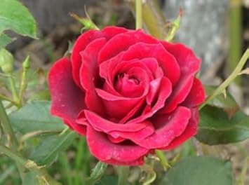 Flower Seeds, Seeds for Planting, Plant Seeds