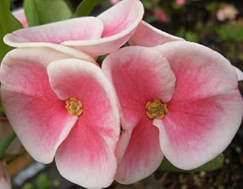 pink heirloom flower seeds