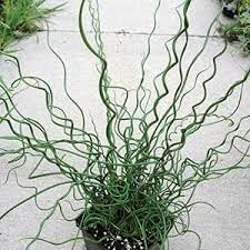 heirloom non flower seeds