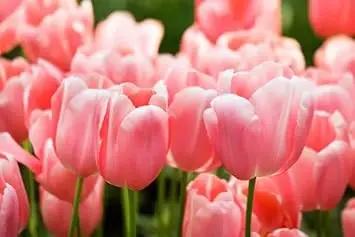 pink baby flower seeds