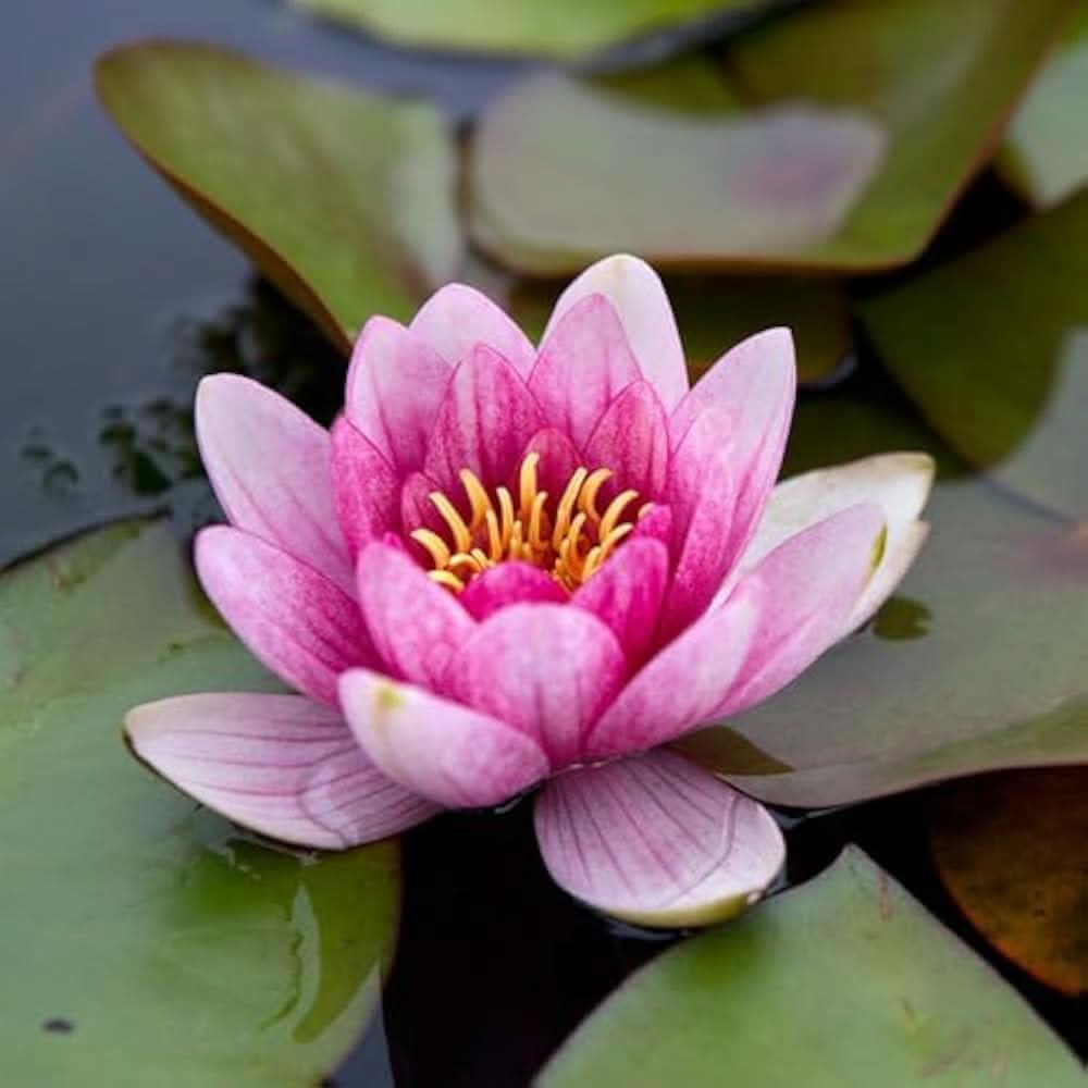water lily flower seeds