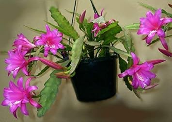 pink epiphyllum flower seeds