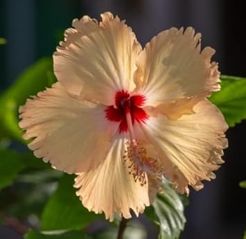 Flower Seeds, Seeds for Planting, Plant Seeds